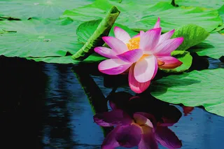 荷花，睡莲，暗淡无光的睡莲。