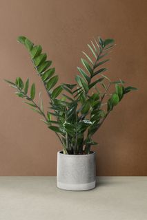 Zz 植物在一个灰色的罐子里