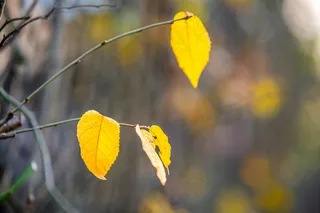 秋天户外光秃秃的树枝上剩下的黄叶。
