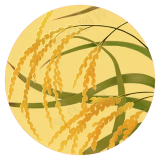 秋分手绘稻谷PNG