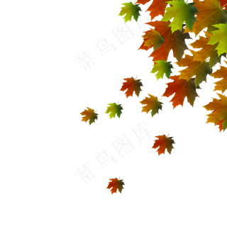 红色手绘枫叶中秋