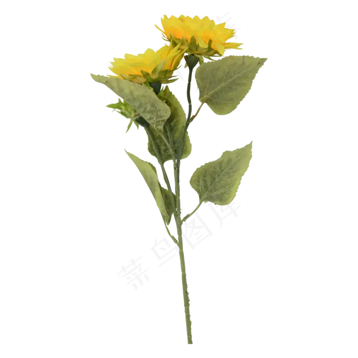 黄色太阳花(1881X2760(DPI:300))