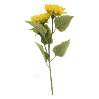 黄色太阳花
