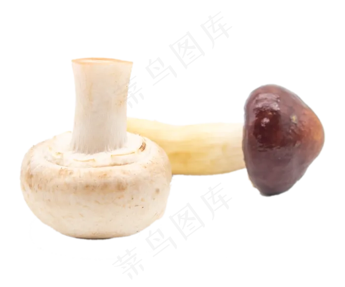 香菇食材蔬菜(2584*2152px 300 dpi )