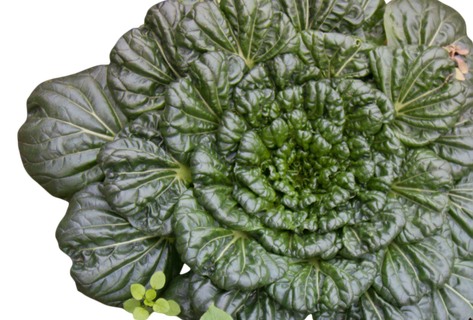 翠色欲滴的上海青