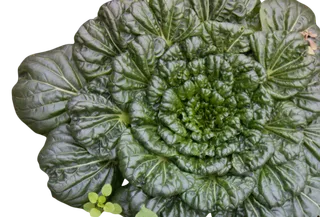 翠色欲滴的上海青