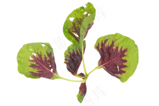 绿色蔬菜小米菜