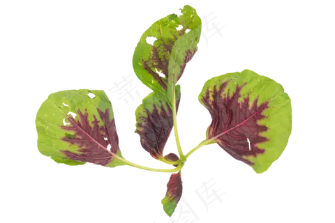 绿色蔬菜小米菜 绿色蔬菜小米菜