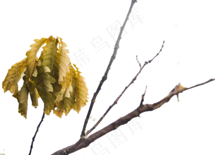 枯萎的叶片与光秃枝干