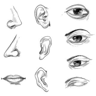 手绘素描人体生物器官设置解剖