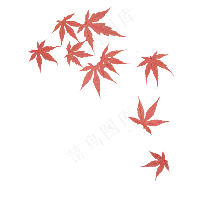 秋天落叶枫叶叶子(2000X2000(DPI:300))