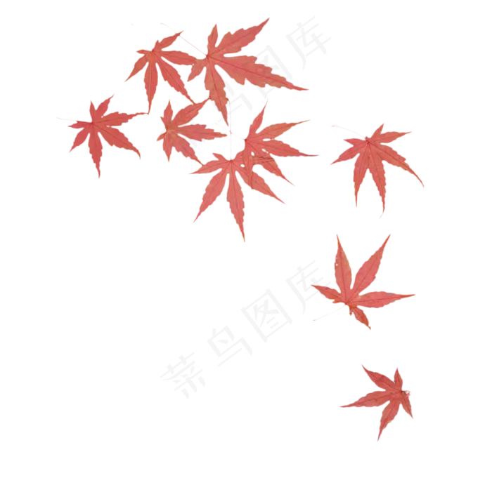 秋天落叶枫叶叶子(2000X2000(DPI:300))