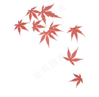 秋天落叶枫叶叶子