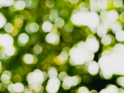 抽象的自然背景，绿色的树木