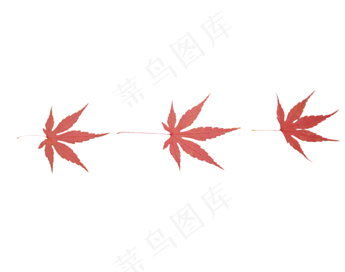 秋天植物红色枫叶(2500X2500(DPI:300))