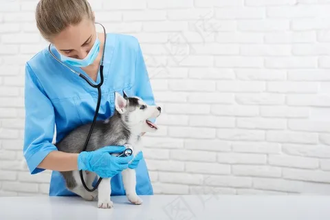 一位职业女性兽医在她的诊所工作的照片 一位职业女性兽医在她的诊所工作的照片