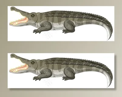 孤立在白色背景上的成年鳄鱼