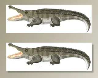 孤立在白色背景上的成年鳄鱼