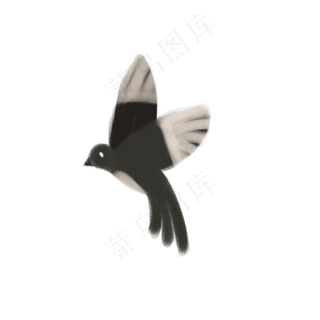 一只黑色的喜鹊鸟