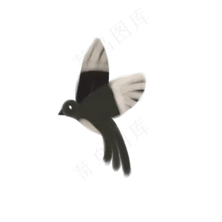 一只黑色的喜鹊鸟