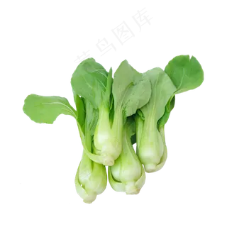 四把小油菜 四把小油菜