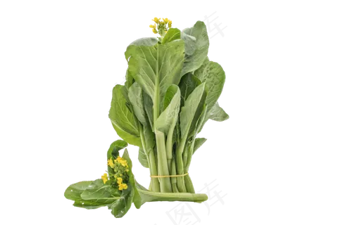 绿色新鲜蔬菜 绿色新鲜蔬菜