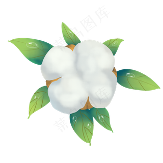 二十四节气寒露棉花