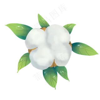 二十四节气寒露棉花