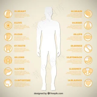 人体轮廓和人体器官图标