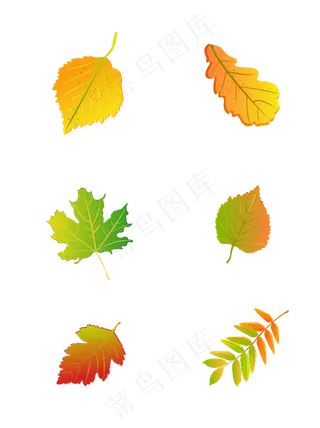 秋天叶子元素之黄绿色落叶