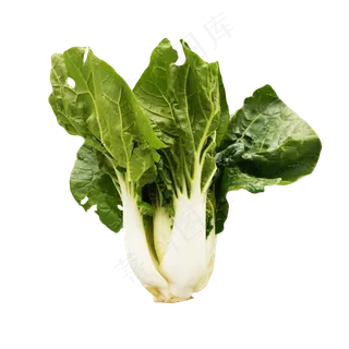 绿色白菜蔬菜