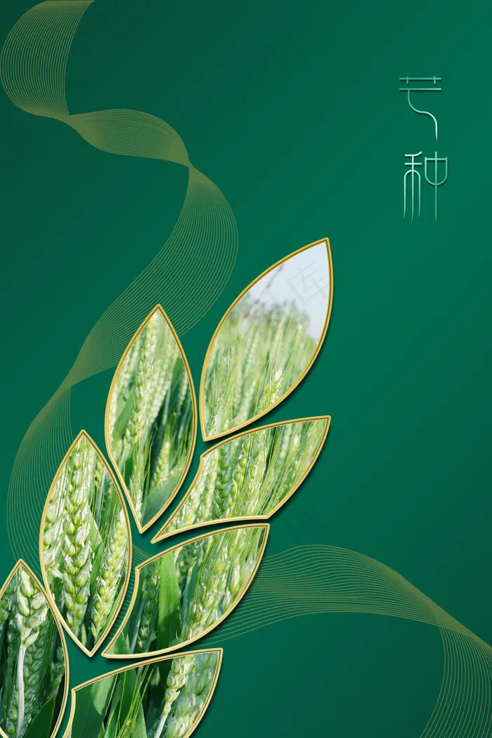 中国风绿色芒种二十四节气麦穗线条(3545*5315px 	      )psd模版下载