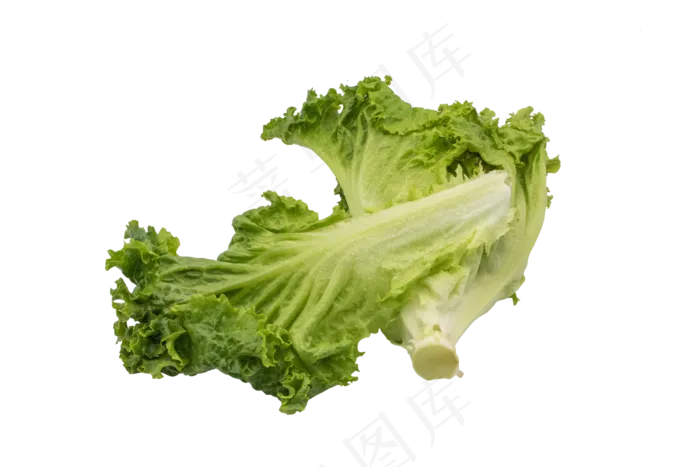 两把生菜蔬菜(3000*2000px 300 dpi )