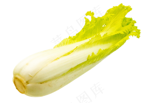 蔬菜大白菜