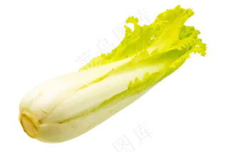 蔬菜大白菜