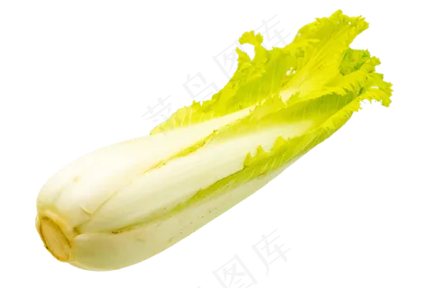 蔬菜大白菜 蔬菜大白菜