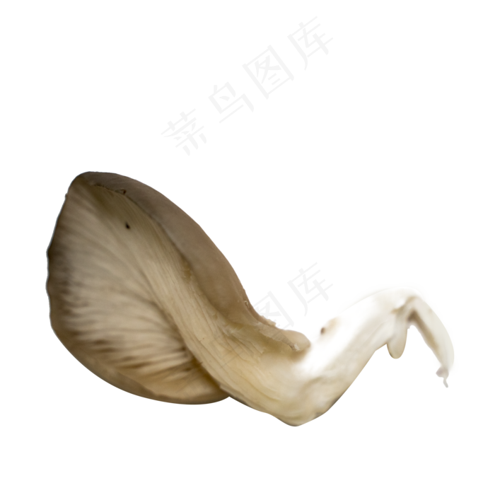 平菇蔬菜菌类摄影(2000X2000(DPI:300))