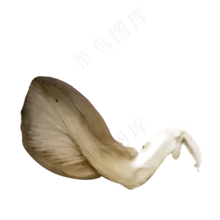 平菇蔬菜菌类摄影