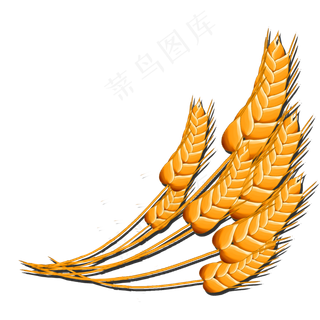 金黄的五谷杂粮麦穗系列