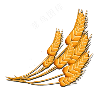 金黄的五谷杂粮麦穗系列