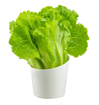 新鲜蔬菜生菜