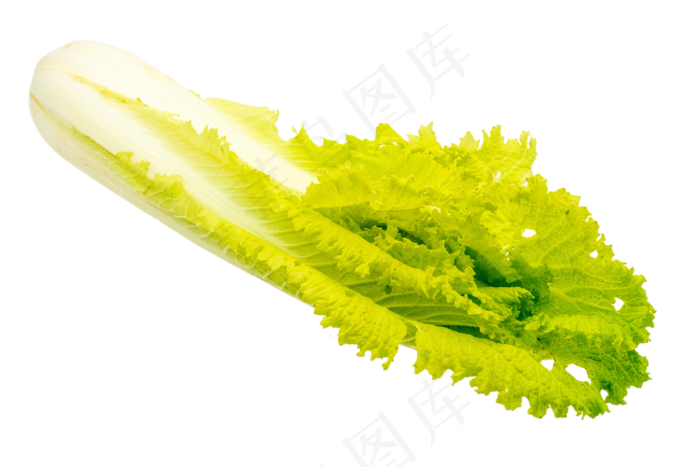 蔬菜白菜(2000X2000(DPI:300))