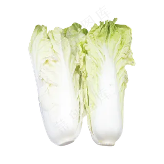 白色大白菜