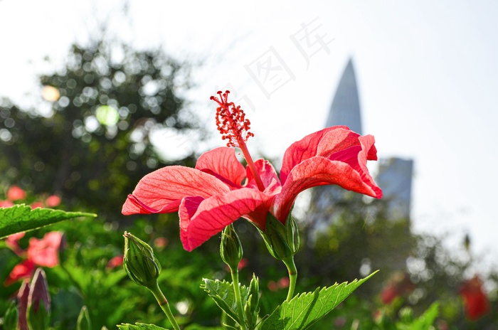 花朵特写红色花朵花草树木