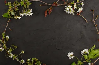 俯视图黑色背景上的白色花朵