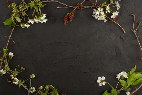 俯视图黑色背景上的白色花朵 俯视图黑色背景上的白色花朵