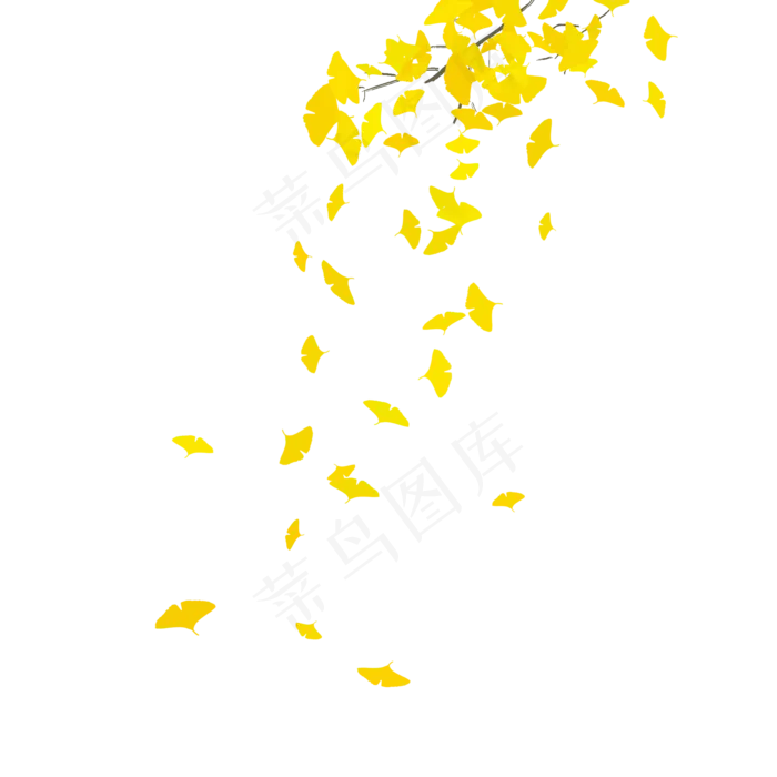 实物秋天主题银杏叶落叶(2000X2000(DPI:300))psd模版下载