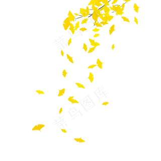 实物秋天主题银杏叶落叶