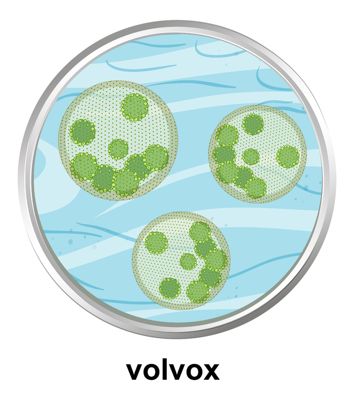 volox 在白色背景下的解剖结构eps,ai矢量模版下载