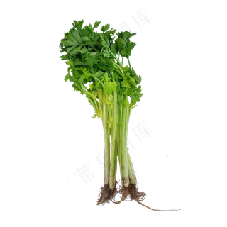 蔬菜芹菜